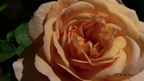 Bois des Moutiers (71) Juin 2012